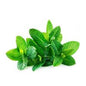 Mint Leaves (Pudina) 500 g