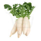 Radish (Mooli) (500 -600 g)